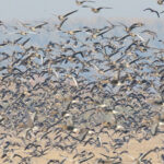 A typical flock of geese, with Greylag and Greater White-fronted Geese. See if you can spot the Red-breasted! (image by János Oláh)