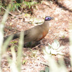 Giant Coua (image by Trevor Ellery)