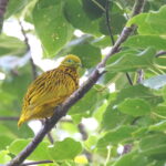 Golden Fruit Dove, Fiji (image by János Oláh)