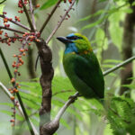 Golden-naped Barbet (image by Yeo Siew Teck)
