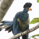 Great Blue Turaco (image by Gina Lloyd)