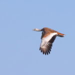Great Bustard (image by János Oláh)