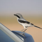 Great Grey Shrike (image by Garry Taylor)