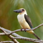 Great-billed Kingfisher (image by Andrew Wilson)