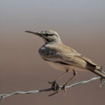 Greater Hoopoe-Lark (image by Garry Taylor)