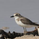 Greater Sand Plover (image by Hannu Jännes)