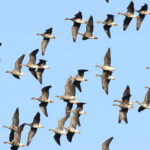Greater White-fronted Geese (image by János Oláh)