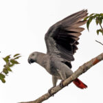 Grey Parrot (image by Phillip Edwards)