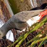 Grey Parrot (image by Phillip Edwards)