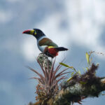 Grey-breasted Mountain Toucan (image by Leonardo Garrigues)
