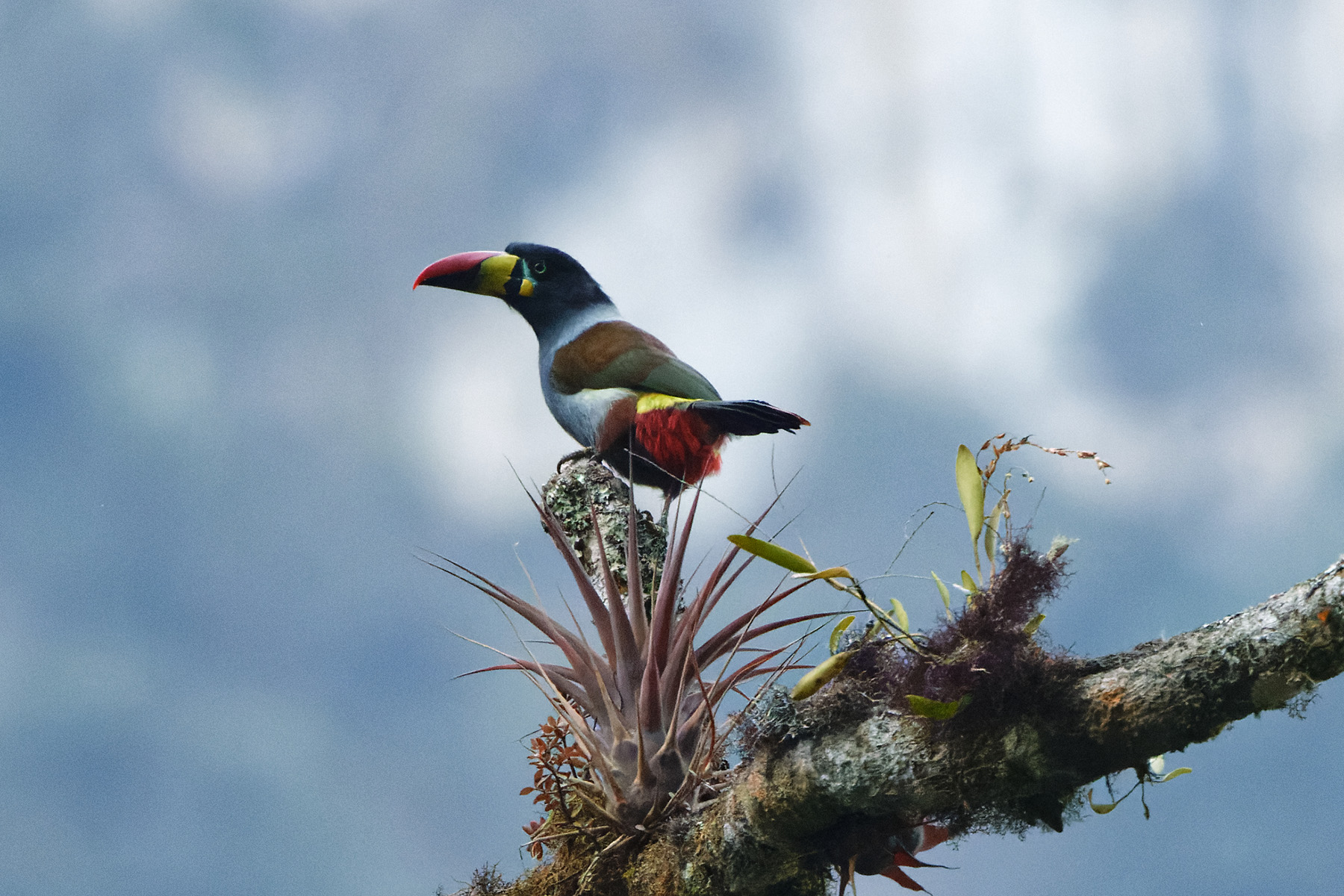 Grey-breasted Mountain Toucan (image by Leonardo Garrigues)