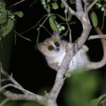 Grey-brown Mouse Lemur (image by Trevor Ellery)
