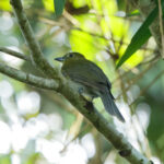 Grey-tailed Piha (image by Leonardo Garrigues)