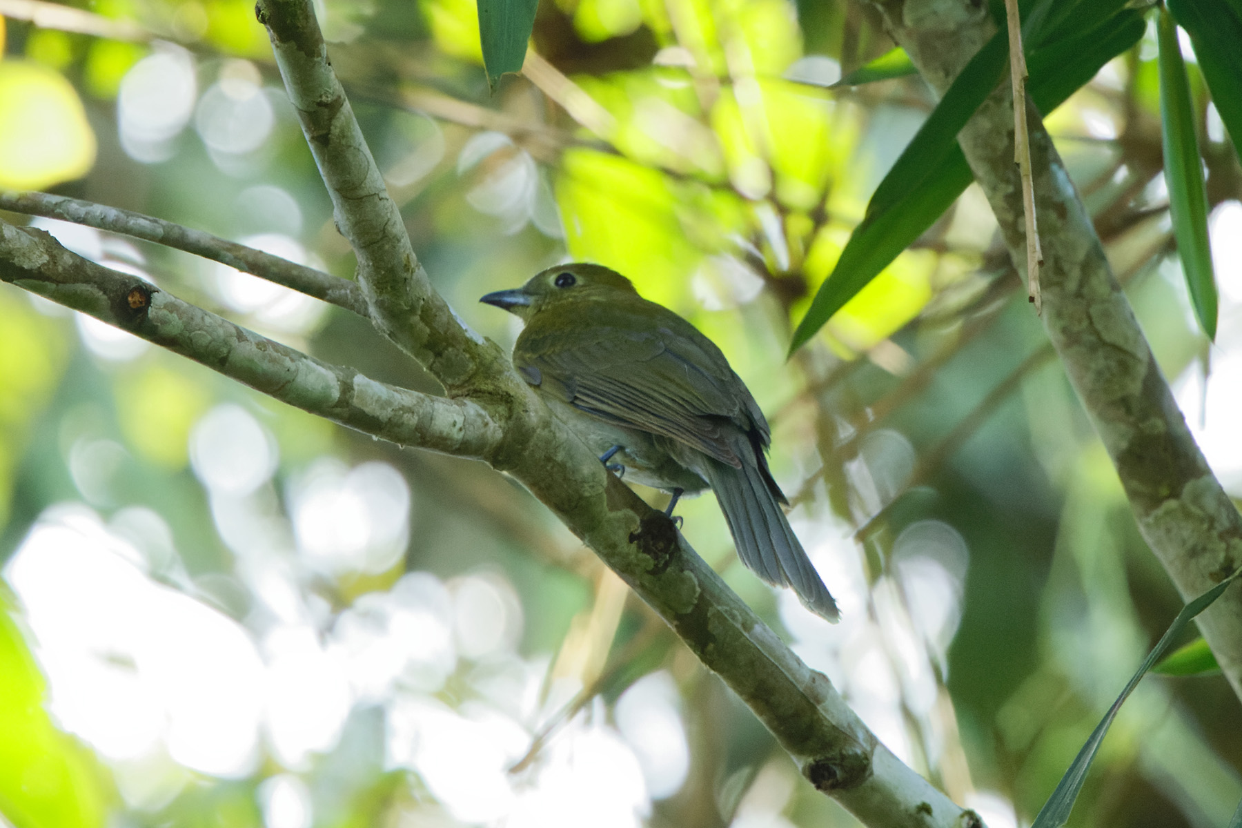 Grey-tailed Piha (image by Leonardo Garrigues)