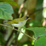 Halmahera White-eye (image by Craig Robson)