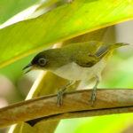 Halmahera White-eye (image by Craig Robson)