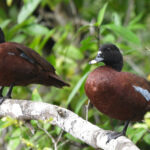 Hartlaub's Duck (image by Carl Winstead)
