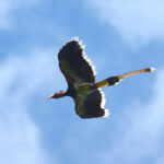 Helmeted Hornbill (image by Wayne Paes)