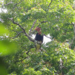 Helmeted Hornbill (image by Wayne Paes)