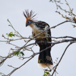 Hoatzin (image by Leonardo Garrigues)