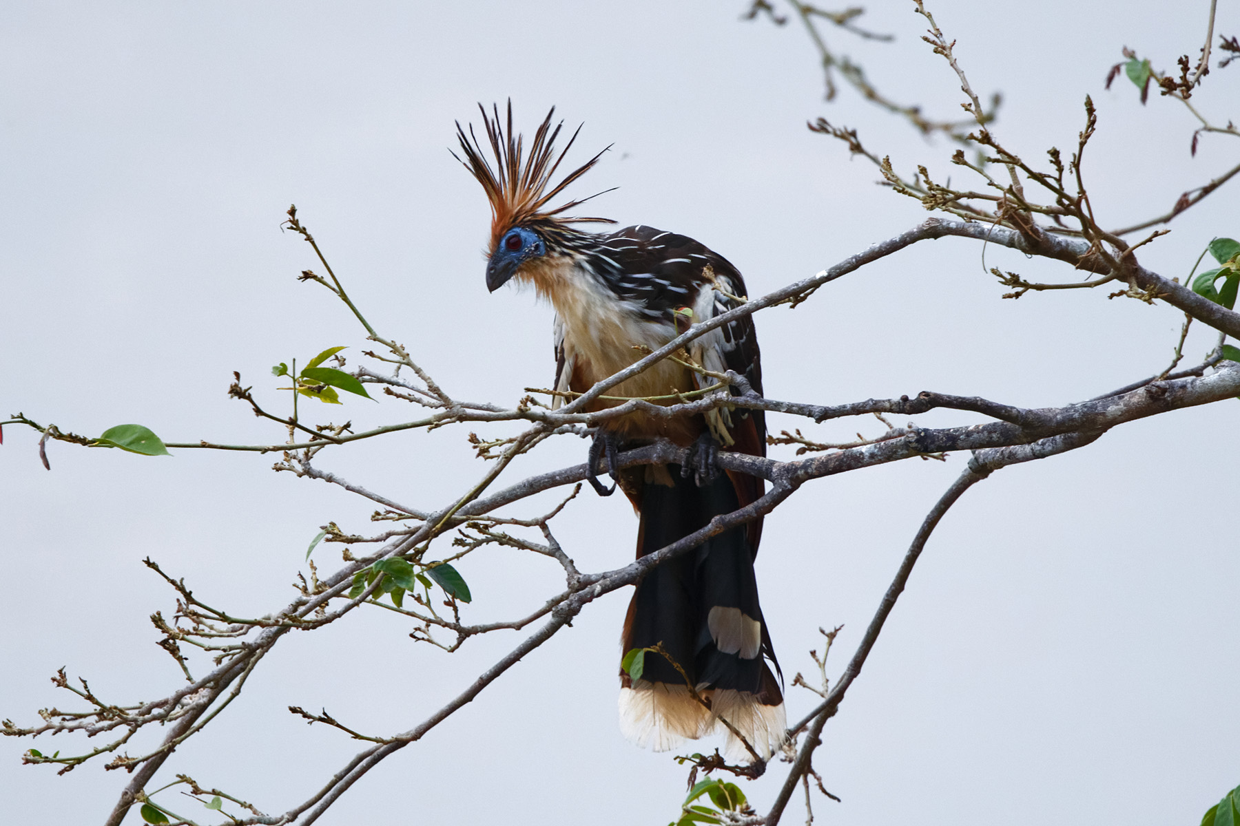 Hoatzin (image by Leonardo Garrigues)