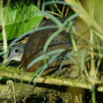 Hooded Tinamou (image by Leonardo Garrigues)