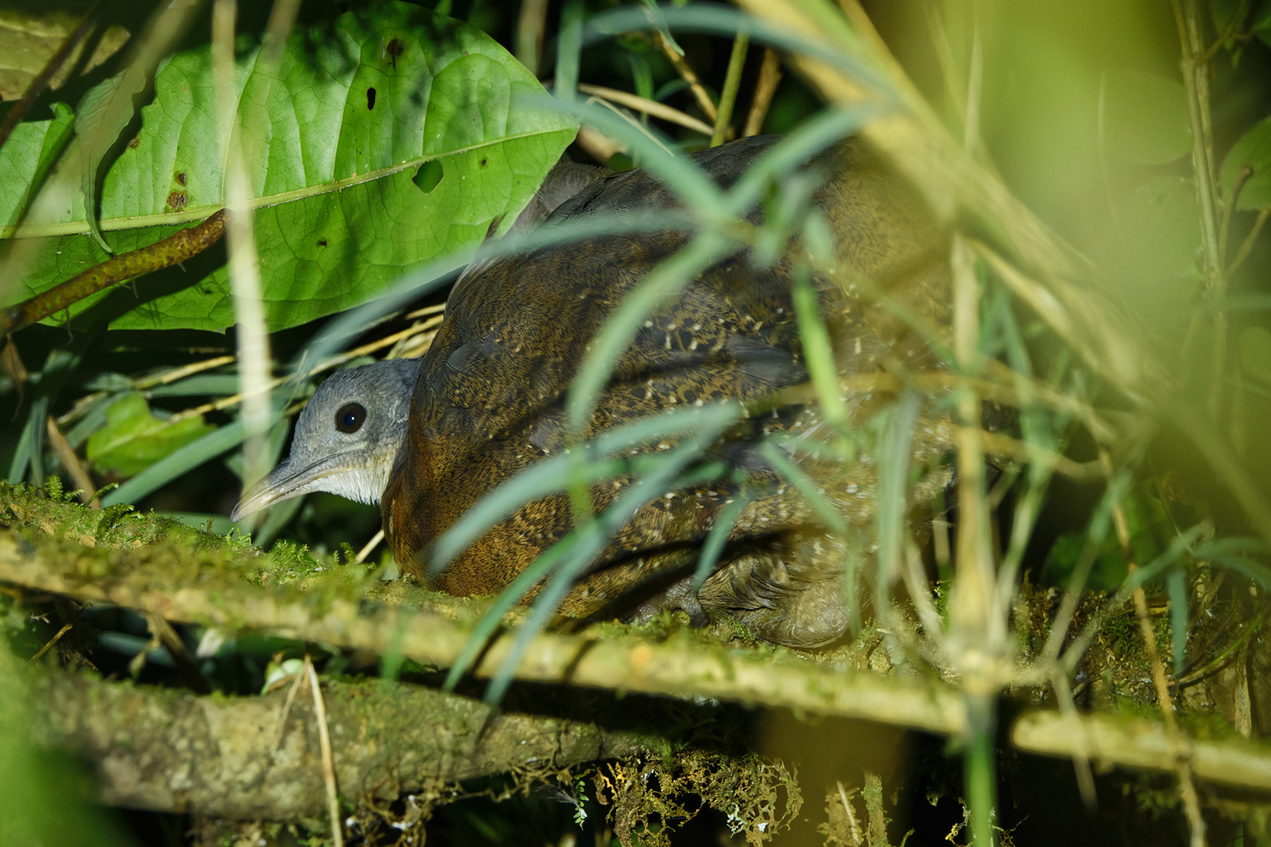 Hooded Tinamou (image by Leonardo Garrigues)