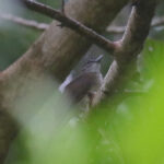 Hook-billed Bulbul (image by Wayne Paes)