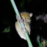 Horsfield's Tarsier (image by Yeo Siew Teck)