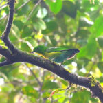 female Hose's Broadbill (image by Wayne Paes)