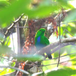 male Hose's Broadbill (image by Wayne Paes)