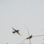 Hypocoliuses pre-roosting (image by John McLoughlin)