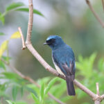 Indigo Flycatcher (image by Yeo Siew Teck)