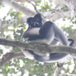 Indri (image by Trevor Ellery)