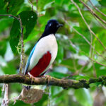Ivory-breasted Pitta (image by Andrew Wilson)