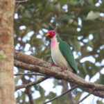 Jambu Fruit Dove (image by Wayne Paes)
