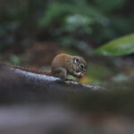Jentink's Squirrel (image by Yeo Siew Teck)