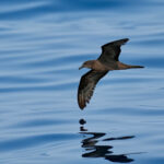Jouanin's Petrel (image by Garry Taylor)