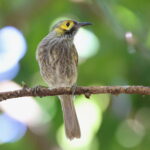 Kadavu Honeyeater, Fiji (image by János Oláh)