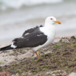 Kelp (Madagascar) Gull (image by Trevor Ellery)