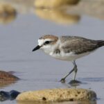 Kentish Plover (image by Hannu Jännes)