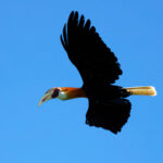 Knobbed Hornbill (image by Andrew Wilson)