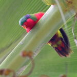Kuhl's Lorikeet, Atiu, Cook Islands (image by János Oláh)
