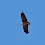 Lappet-faced Vulture (image by Garry Taylor)