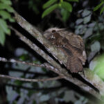Large Frogmouth (image by Yeo Siew Teck)