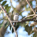 Large Woodshrike (image by Yeo Siew Teck)