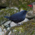 Large-footed Tapaculo (image by Leonardo Garrigues)