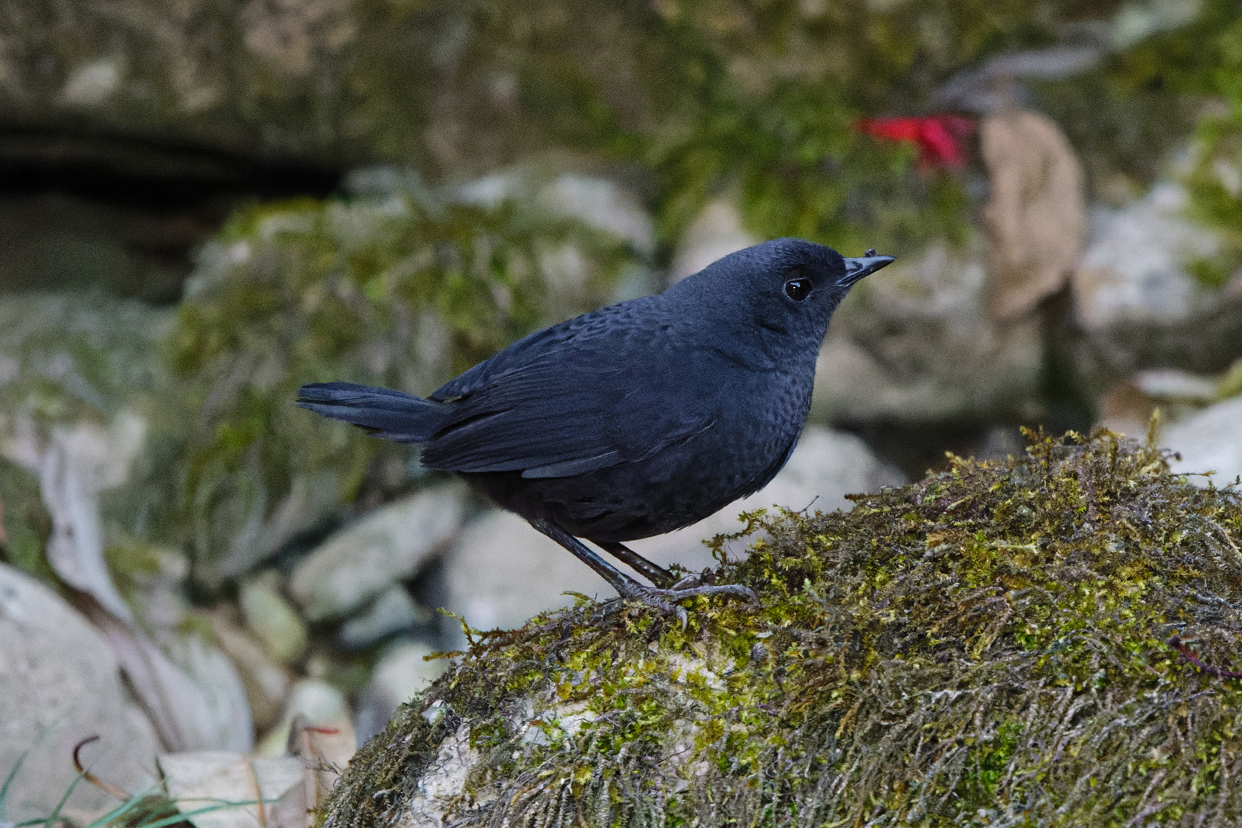 Large-footed Tapaculo (image by Leonardo Garrigues)