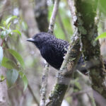 male Large-tailed Antshrike (image by Fito Downs)