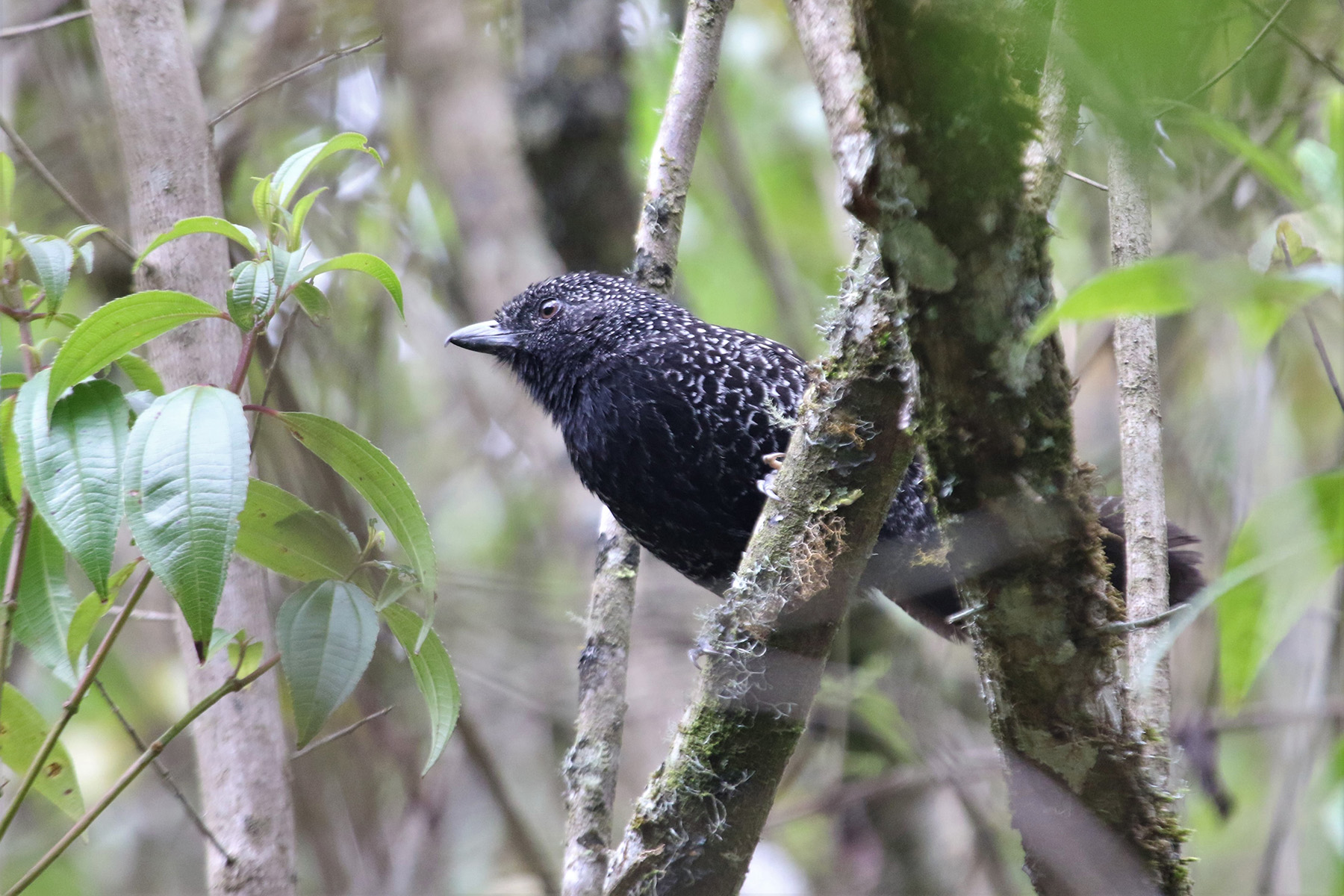 male Large-tailed Antshrike (image by Fito Downs)